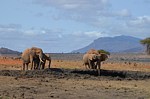 Safari Kenya 0285.jpg